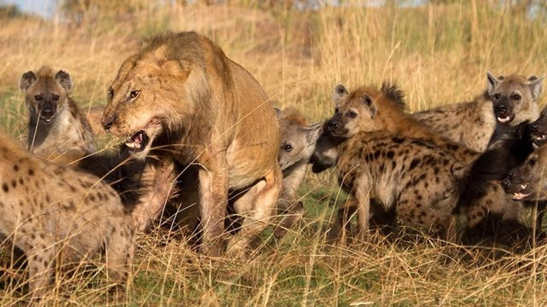 Hyenas รีวิวหนัง